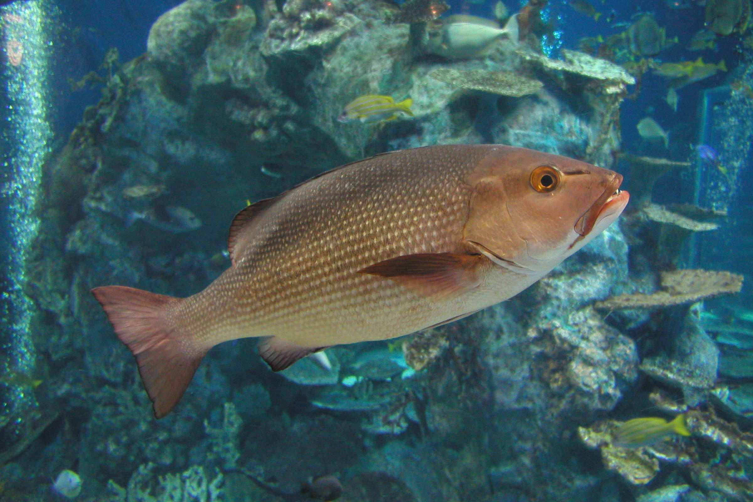 バラフエダイ - 生きもの図鑑 鳥羽水族館